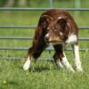 Junger Border Collie-Rüde, gestartet, ISDS-Papiere